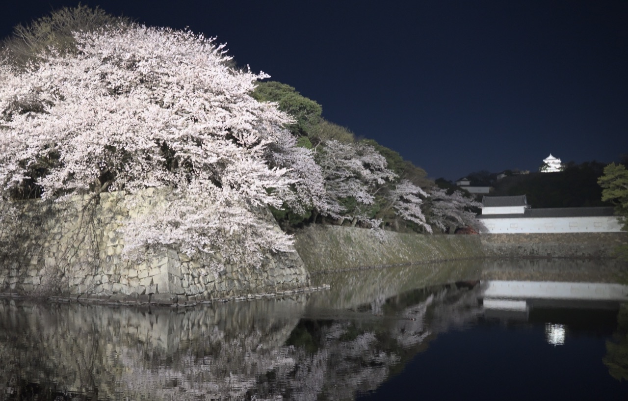 Hikone Castle at night during cherry-blossom season — the keep lit on the hill above the moat, with sakura reflected in the water