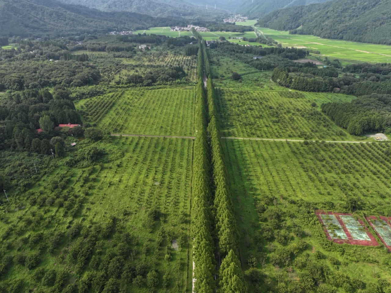 Metasequoia Road in summer from directly above — a 2.4-km avenue of around 500 dawn redwood trees running through Makino farmland, Takashima, Shiga